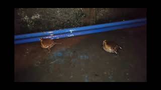 Some frogs fighting