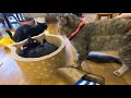 保護猫カフェで猫を撫でるとお尻叩きの催促と膝乗り猫（猫癒し動画）森のねこ舎　淡路駅　cat healing video