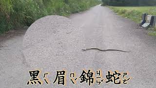 台灣黑眉錦蛇brocade snake-不要殺牠