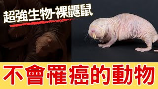 超強生物-裸鼹鼠-終生不會罹癌的動物，也不會變老，並有生育能力