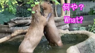 プール大好き　(カピバラ劇場)　Capybara　like　a  Pool