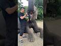 Papa fed watermelon 🍉 to the elephant 😯#shorts #viral #elephant #shortsviral