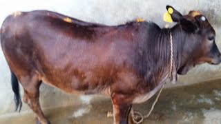 పుంగనూరు కపిల ఆవు దూడ అమ్మకానికి | Punganur kapila cow calf for sale | miniature cows