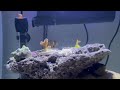 landen 31 gallon cube rimless aquarium review and unboxing