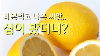 레몬먹고 나온 씨앗.. 심어 봤더니?🌱(lemon tree)