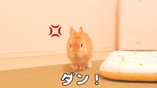 温度を下げ過ぎたらウサギが怒って足ダンしてきました【No.954】