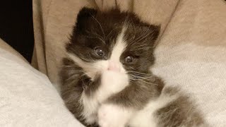 指しゃぶりに夢中で膝から落ちてしまった赤ちゃん猫 #shorts