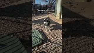 2 Huskies with stolen voices. End cruel “debarking” procedures in the United States