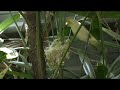 white plumed honeyeater chicks being fed