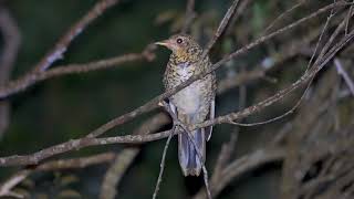 Amami thrush sleeps tonight in Amami island National Geo Park Japan