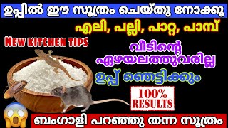 ഉപ്പിൽ ഈ ഒരു സൂത്രംചെയ്യൂ എലി,പല്ലി,പാറ്റ കൂട്ടത്തോടെ ചത്തുവീഴും/Easy way to get rid of rat in home