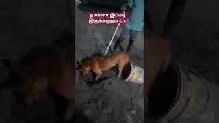 நாய்னா இப்படி இருக்கணும் டா.#tamil #dogs#funny #comedy #today