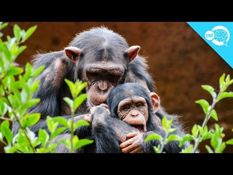 What rights do animals deserve?