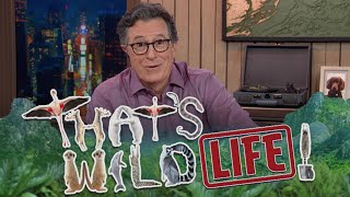 Meet Big Cats And Crazy Birds On Stephen Colbert's "That's Wild!... Life"