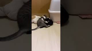 保護子猫同士のプロレスごっこ#shorts