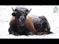 let s learn wildlife animals bison