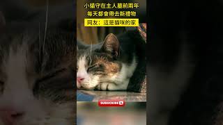 小貓守在主人墓前兩年，每天都會帶去新禮物#感動 #猫咪 #宠物