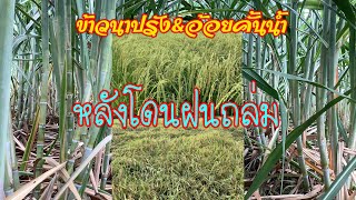 ข้าวเหนียวนาปรัง🌾กับอ้อยคั้นน้ำสุพรรณ50.หลังโดนฝนถล่ม#สั่งพันธุ์🆔📞065-3263645