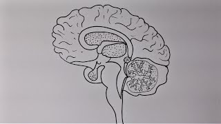 How to draw human brain.(Draw easy biology)