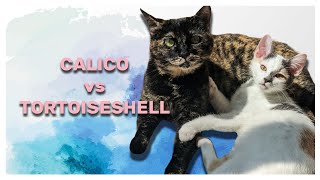 Calico vs Tortoiseshell | What's the difference?