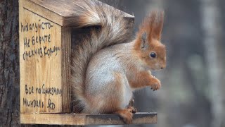 Зарисовка с белками / A sketch with squirrels