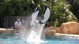 Commerson's Dolphin Training Session at Aquatica Orlando 9/10/13