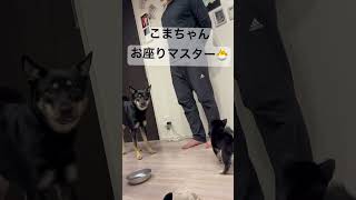 ここ最近お座りができるようになりました🌈 #紀州犬 #柴犬 #可愛い #きなこ #癒し #猟犬 #かわいい #黒柴#豆柴#柴犬#きなこま#日本犬#犬のいる暮らし#犬のいる生活