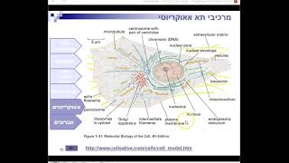 סקירה של אברוני התא האאוקריוטי