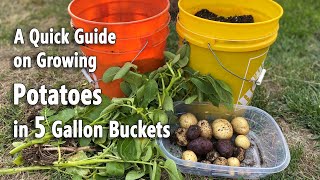 How to Grow Potatoes in 5 Gallon Buckets🥔🥔 | A Quick and Easy Planting Guide