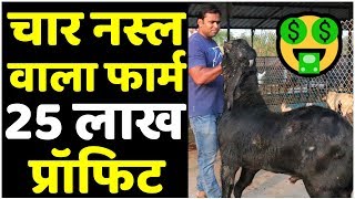 10 बकरियों से कितनी कमाई??🤔🤔Commercial Goat Farming Business Profit | Agribusiness 2020