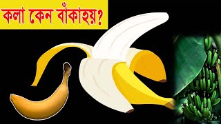 কলা কেন বাঁকা হয়? Why Is A Banana Curved?