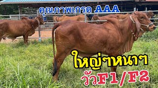 แวะชมศูนย์รวมวัวบราห์มันเมืองสารคาม วัวF1/F2 ท้องพ่อนอก สวยๆ คุณภาพเกรดA มาที่นี่ไม่มีผิดหวังแน่นอน