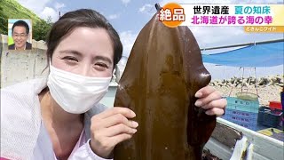 産地直送！浜の王様〜味もこだわりも一級品！羅臼昆布【どさんこワイド179】2021.08.12放送