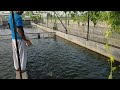 tilapia Thailand fish feed #video #fishingvideo #awanaquacultur