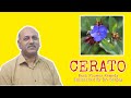 Cerato Explained By Dr. Sanjay | Bach Flower | Hindi |