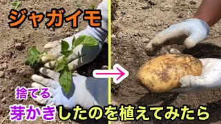 【芽さしジャガイモ】収穫！芽かきで捨てるはずの芽をそのまま植えてみるとどうなる！？　Harvest potatoes with sprouts that should be thrown away