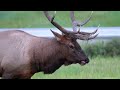 huge elk bull herding cows in a crowd during the elk rut