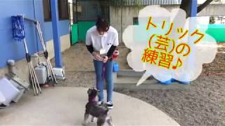 ＡＡＡ実習[トリックの練習]　動物専門学校 トリマー 動物看護師 アクアリウム 動物のお仕事