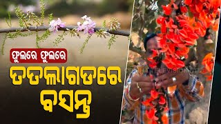 ବିଶେଷ କାହାଣୀ | ଟିଟିଲାଗଡରୁ ଆସିଥିବା ଯୁବ କବି ବସନ୍ତ ason ତୁକୁ ହୃଦୟସ୍ପର୍ଶୀ କବିତା ସହିତ ସ୍ୱାଗତ କରନ୍ତି | ଶୁଣ