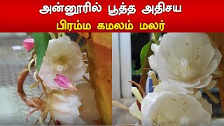 அன்னூரில் பூத்த அதிசய பிரம்ம கமலம் மலர். | Annur | Brahma Kamal | Zee Tamil News