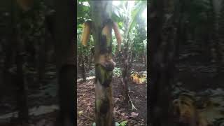 माझ्या शेतातील केळीचा मळा. Banana plantation in my farm.