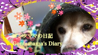 ９月5日【ゴンタママの日記】猛烈な台風10 号が日本に近づいてます 我が家なりの対策方です