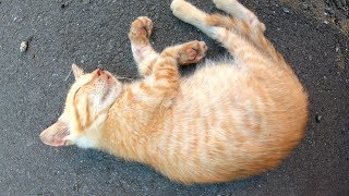 【猫島】子猫が天使のように可愛い寝顔で眠る