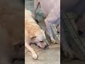 仲良し大型犬同士のケンカ〜large dog fight