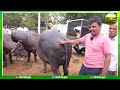 ఎర్రగడ్డ ఆదివారం సూడిగేదల మార్కెట్ erragadda buffalo market buffalo market kiran tv rythu