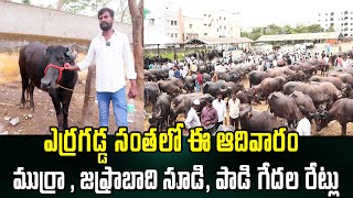 ఎర్రగడ్డ ఆదివారం సూడిగేదల మార్కెట్ | Erragadda Buffalo Market | Buffalo Market | Kiran TV Rythu