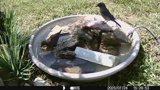 2023 0724 bluebirds at the bird bath