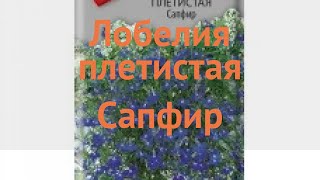 Лобелия плетистая Сапфир (sapfir) 🌿 лобелия Сапфир обзор: как сажать семена лобелии Сапфир