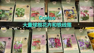 Sophie's Garden Costco 大量球根花卉和铁线莲