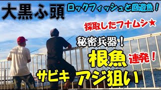 秘密兵器の仕掛けとフナムシを使ったらカサゴが連発！時々サビキでアジ！？お手軽にロックフィッシュ釣りを楽しむ【大黒ふ頭】